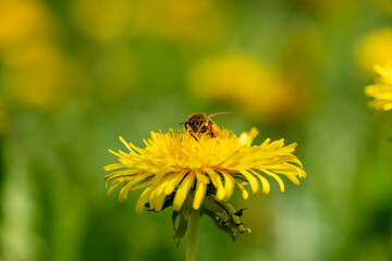 Biene auf Löwenzahn