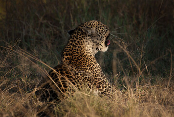 Wild leopard in action while on safari in the Masai Mara, Kenya