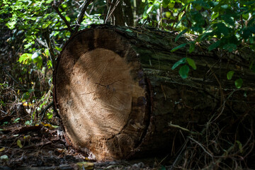Fototapeta premium Tree rings log in the forest nature