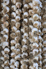 Knoblauch-Verkauf - Kuba - Camagüey 