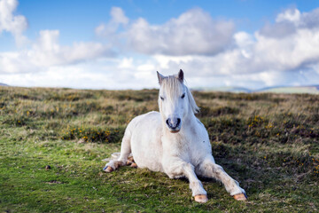 Obraz na płótnie Canvas wild white horse in the field