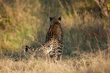Wild leopard in action while on safari in the Masai Mara, Kenya