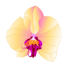 Orchid Phalaenopsis yellow colours natural flower twenty two on a white background watercolor vintage vector editable illustration hand draw