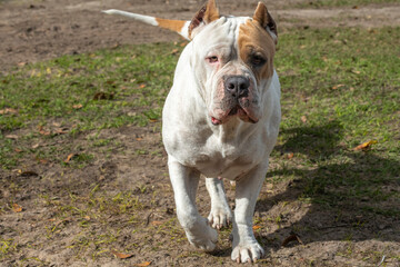 Approaching American Pit Bull Terrier female dog