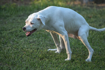 White Labrador Retriever dog squats on lawn to pee