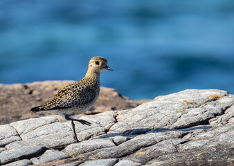 Strolling along the Cantabrian coast watching birds: Gray heron, golden plovers