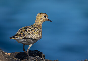 Obraz premium Strolling along the Cantabrian coast watching birds: Gray heron, golden plovers