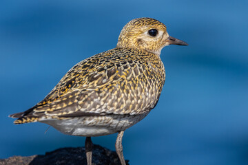 Strolling along the Cantabrian coast watching birds: Gray heron, golden plovers
