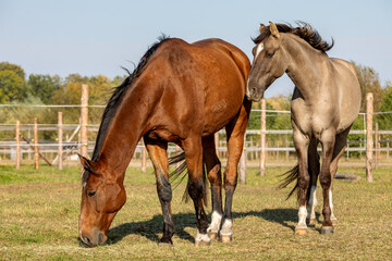 Two gelding horses together on a paddock. Grullo coat color horse (Lusitano breed) and bay horse...