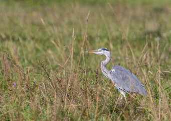 Strolling along the Cantabrian coast watching birds: Gray heron, golden plovers
