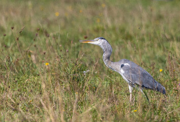 Strolling along the Cantabrian coast watching birds: Gray heron, golden plovers
