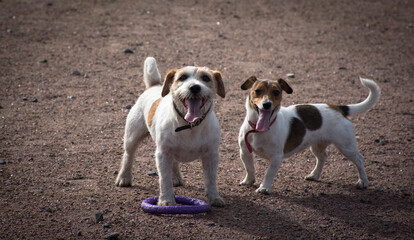 two jack russels on a walk