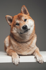 Adorable japanese dog with beige fur posing on white table