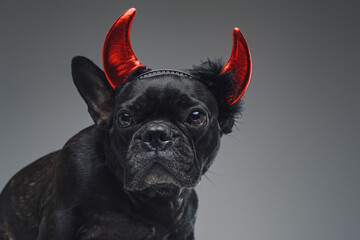 Amusing french bulldog with devil horns against gray background