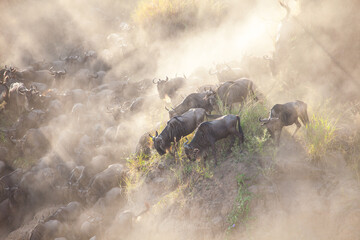 Incredible lighting as wildebeest trample down a cliff into a raging river during one of natures...
