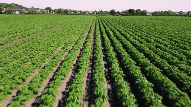 Potato field green arable crop close up aerial view in 4K resolution