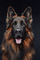 Purebred brown guard dog panting against dark background