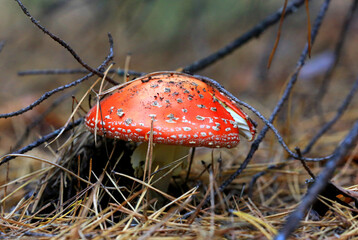 fly agaric mushroom in autumn forest