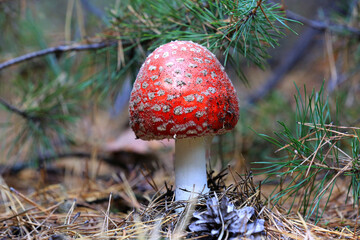 nice fly agaric mushroom