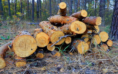 wooden logs in forest