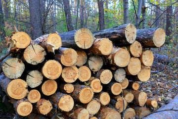 pine logs in forest