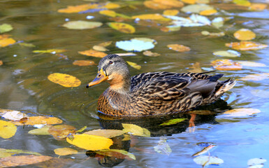 funny wild duck in lake water