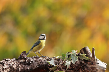 mésange bleue de retour 