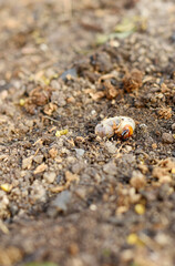 White large stag beetle larva on brown ground. Close-up, Lucanus cervus. Czech republic, Europe.