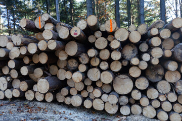 Stos kłód drewnianych podczas sezonowania w lesie