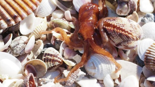 A Dwarf Octopus ( Octopus joubini) crawling across shell hash on a Florida beach after a strong storm on the Gulf of Mexico.
