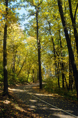 Fototapeta premium Vertical frame with autumn landscape. Yellow foliage on trees in a city park on a clear day.