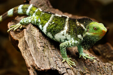Fijian crested iguana (Brachylophus vitiensis) on Viti Levu Island, Fiji