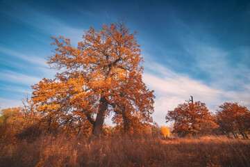 Old oak tree in a autumn valley