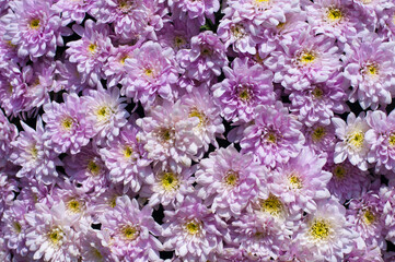 Background from flowers of lilac and yellow shades.