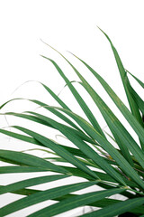 Green leaves of palm Chrysalidocarpus on white background. Exotic plant. Floral pattern.