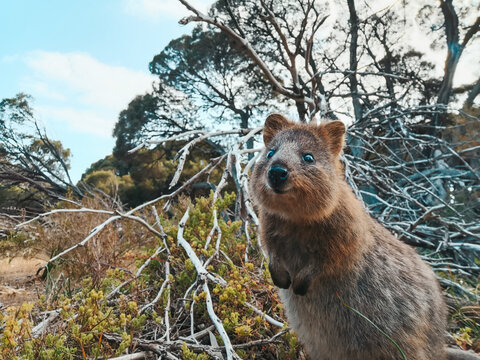 Quokka 