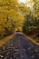 Naklejka na ściany i meble Autumn road with yellow maple leaves and pine trees. 