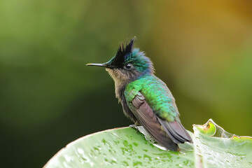 Antillean crested hummingbird sitting on a leaf, Grenada island, Grenada
