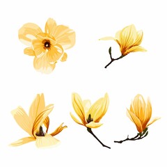 Yellow Magnolia. Flowers set branch. Illustration in vintage style. Greeting card with flowers. Botany. Blooming trees.