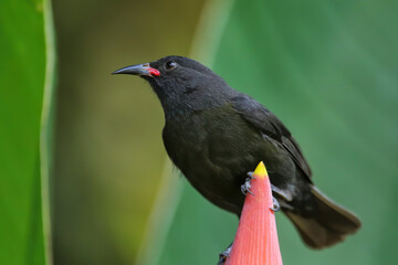 Grenada Race Bananaquit sitting on banana flower, Grenada island, Grenada