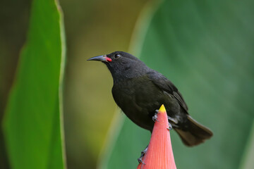 Grenada Race Bananaquit sitting on banana flower, Grenada island, Grenada