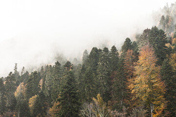 Russia, Krasnodar Territory. Sochi. Rosa Khutor Mountain Resort. Fog over the forest in the...