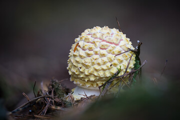 Fly Agaric (Amanita Muscaria) Mushroom
