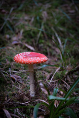 Fly Agaric (Amanita Muscaria) Mushroom