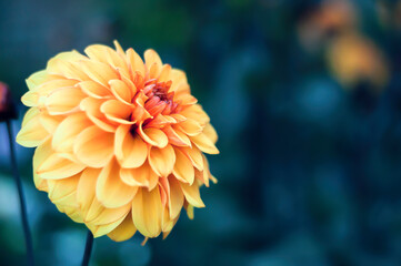 Large Orange Dahlia flower with blue and green background