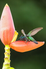 Antillean crested hummingbird feeding from banana flower, Grenada island, Grenada