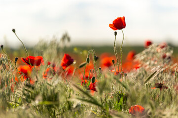 Obraz premium Poppy Flowers Fields in Kovil, Serbia