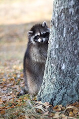 raccoon in the autumn forest