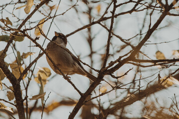 sparrow on a branch