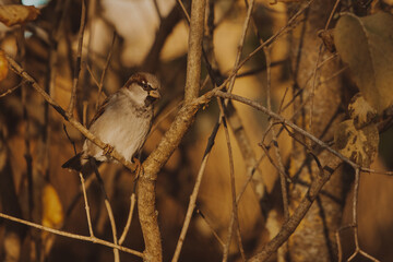 sparrow on a branch